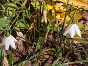 Acis nicaeensis 20180508 0002