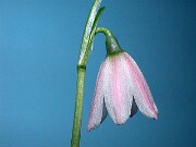 Acis roseus 0001