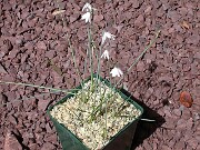 Acis roseus 0002