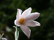 Acis roseus 0003