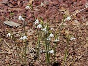 Acis valentina 20250830 0001