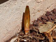 Amaryllis belladonna 20250830 0001