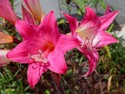 Amaryllis belladonna 20250907 0006