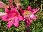 Amaryllis belladonna 20250907 0009