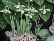 Galanthus cilicicus 25_1 20251120 0003