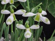 Galanthus cilicicus 25_1 20251120 0006