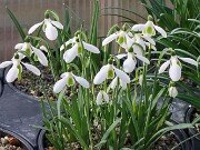 Galanthus cilicicus 442 20251128 0006