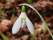 Galanthus elwesii var. monostictus 12725 20241028 0002