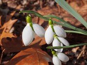 G. elwesii var. elwesii