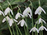 Galanthus peshmenii ACQ16883 20251026 0001