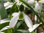 Galanthus snogerupii WL370 20170125 0002