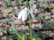 Galanthus snogerupii WL421 20171221 0003