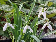 Galanthus x valentinei 12837 20210204 0003