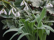 Galanthus 9718 20210206 0002