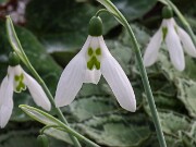 Galanthus 9718 20210206 0004