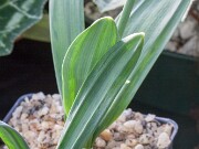 Galanthus ACQ10296 20170125 0005