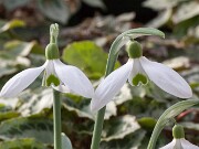 Galanthus ACQ9516 20170125 0002