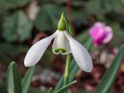 Galanthus Aberlemno ACQ10328 20180126 0002