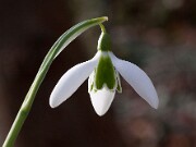 Galanthus Alison Hilary 20150129 0001