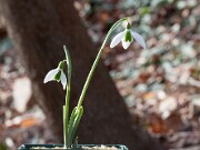 Galanthus Alison Hilary 20150129 0003