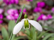 Galanthus Alison Hilary ACQ3485 20160125 0002