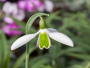 Galanthus Alison Hilary ACQ3485 20160214 0002