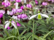 Galanthus Alison Hilary ACQ3485 20160214 0003