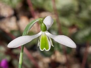 Galanthus Alison Hilary ACQ3485 20160222 0002