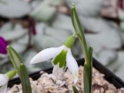 Galanthus Alison Hillary ACQ3485 20160126 0002