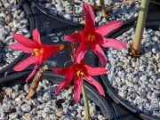 Rhodophiala bifida 20250911 0002