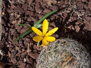 Sternbergia greuteriana 20151021 0004