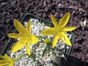 Sternbergia greuteriana JMcG 0004