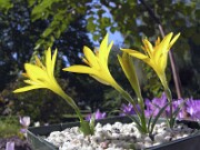 Sternbergia greuteriana JMcG 0006