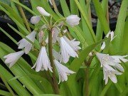 Strumaria prolifera 20251208 0003