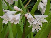 Strumaria prolifera 20251208 0012