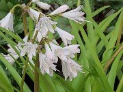 Strumaria prolifera 20251208 0014