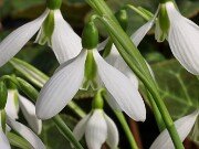 Galanthus