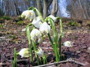 Leucojum