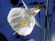 Narcissus