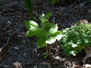 Arisaema amurense 20100001