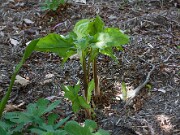 Arisaema amurense 20100002