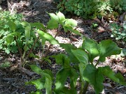 Arisaema amurense 20100004
