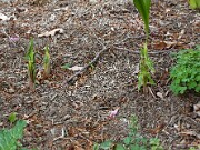 Arisaema amurense 20100006