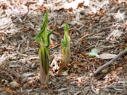 Arisaema amurense 20100007