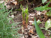 Arisaema amurense 20100008