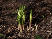Arisaema amurense 20110001