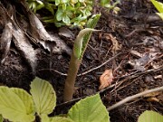 Arisaema candidissimum 0001