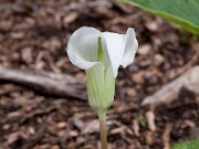 Arisaema candidissimum 0007