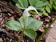 Arisaema candidissimum 0009