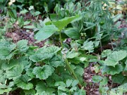 Arisaema candidissimum 0013